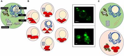 ALS Yeast Models—Past Success Stories and New Opportunities